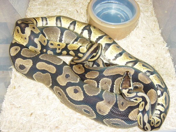 Pastel Breeding