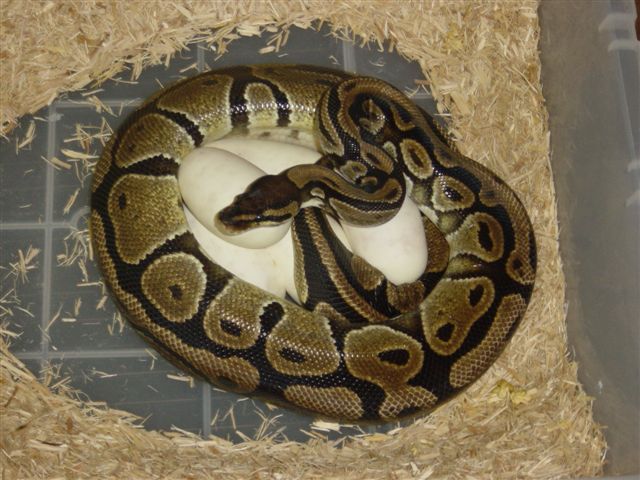 Pastel eggs