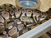 Axanthic Breeding