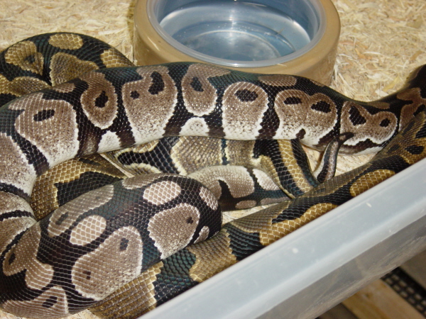 Axanthic Breeding
