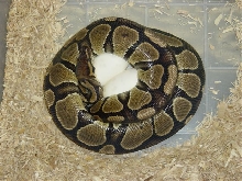Hypo X Het Eggs