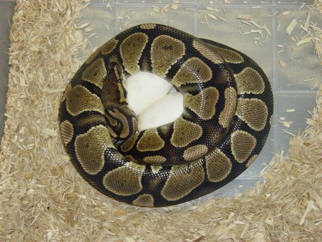 Hypo X Het Eggs