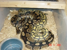 Hypo