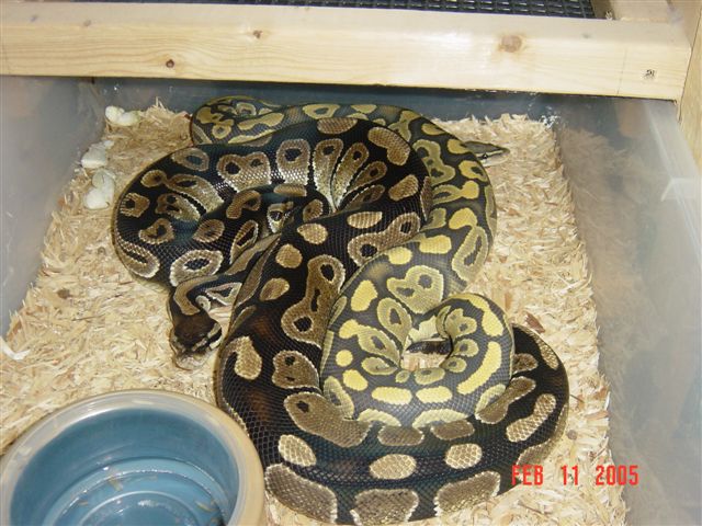Hypo