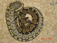 Hypo and Girlfriend