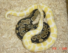 Updated Albino Pic