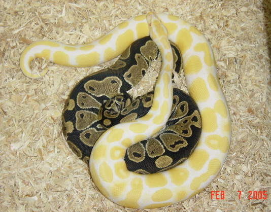 Updated Albino Pic