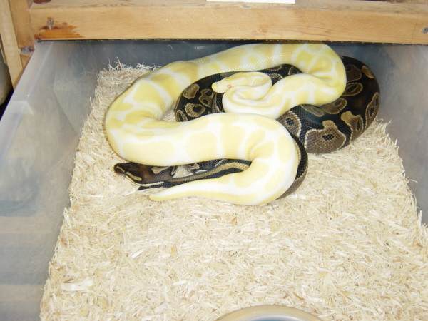 Albino Breeding