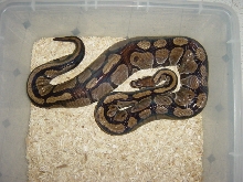 Ovulation