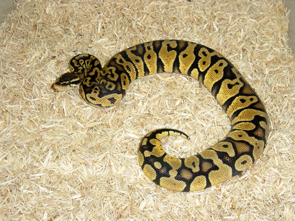 Pastel