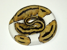 Female Pied