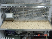 Tray for Rat Rack