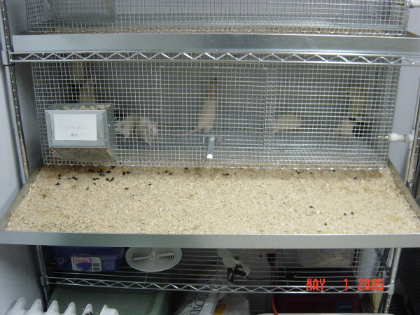 Tray for Rat Rack