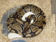Poss. Axantihc eggs