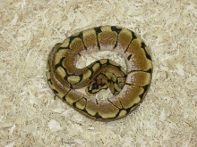 Spider Male