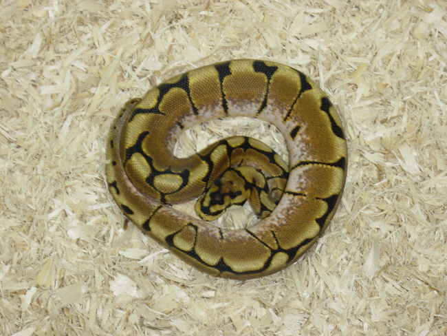 Spider Male