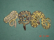 New snakes