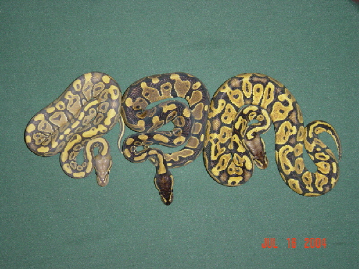 New snakes