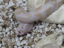 Deformed Albino Hatchling