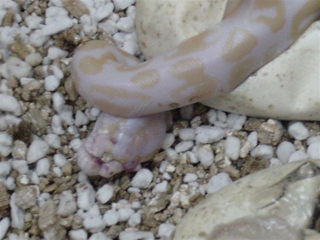 Deformed Albino Hatchling