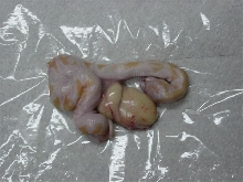 Albino out of the egg