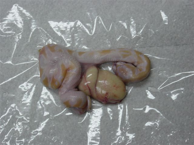 Albino out of the egg