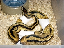 Female Pied