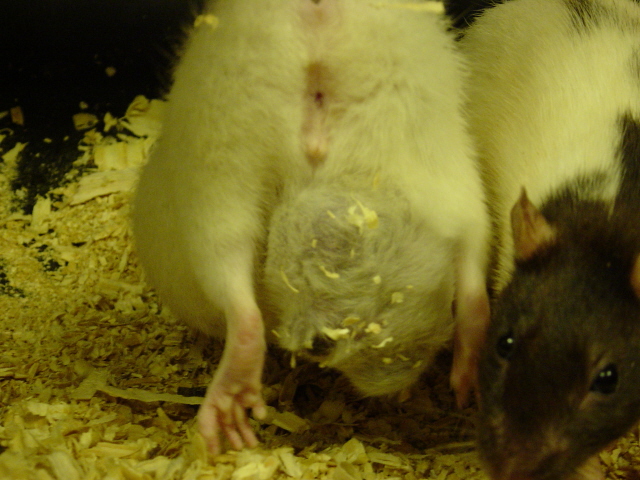 Rat #1