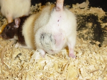 Rat #2