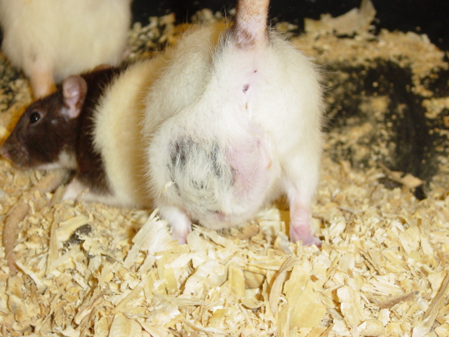 Rat #2