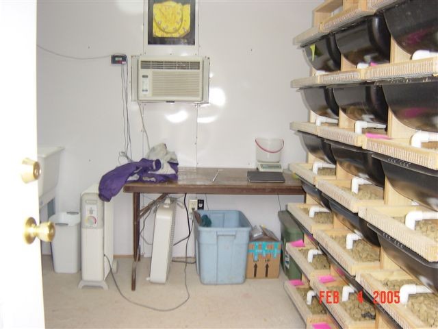 Rat racks