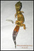 Leopard Gecko