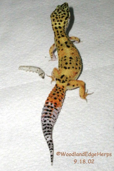 Leopard Gecko