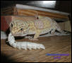 Cleo and her Silkworm