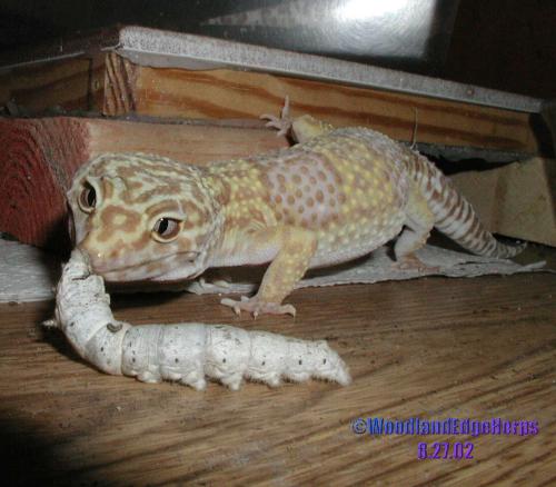 Cleo and her Silkworm