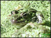 Ribbit whatcha lookin' at ribbit?