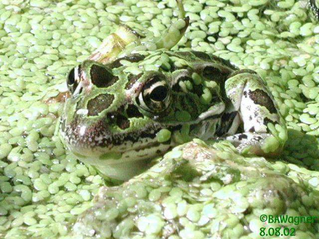 Ribbit whatcha lookin' at ribbit?