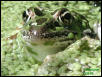 Ribbit