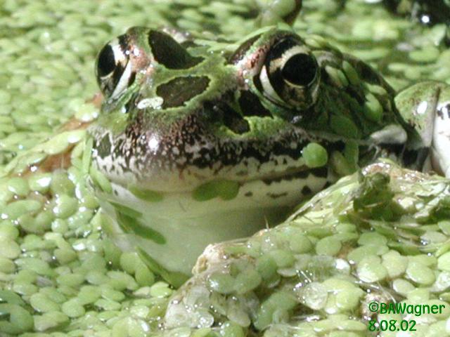Ribbit