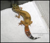 Orange on the tail or what?