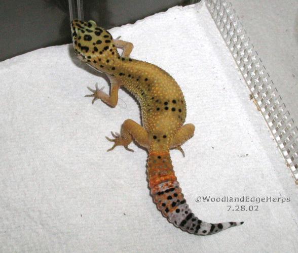 Orange on the tail or what?