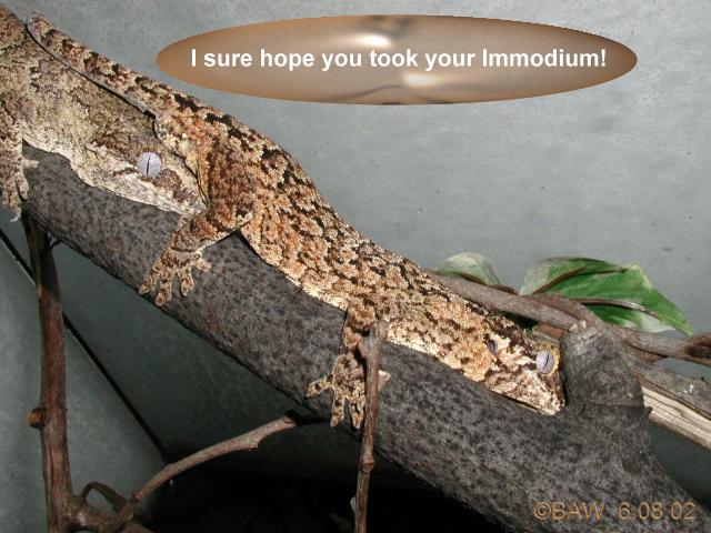 Immodium anyone?