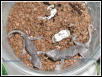 Rhac. auriculatus hatching