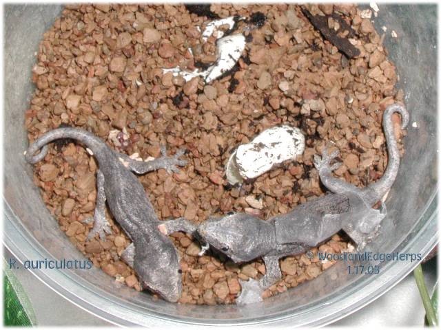 Rhac. auriculatus hatching