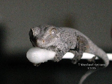 Gargoyle Gecko Gymnast