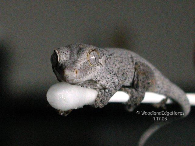 Gargoyle Gecko Gymnast