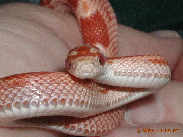 Amel Motley Corn Snake - 'Ruby'