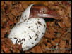 R. ciliatus hatching