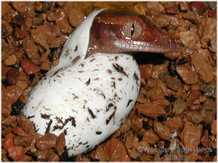 R. ciliatus hatching