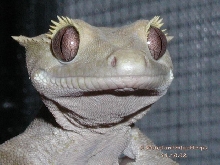 Crested Gecko